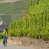 Cykling längs underbara vingårdar på platt terräng
