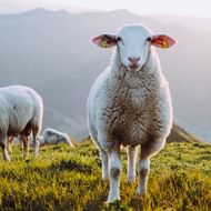 Får i Salzburgerland