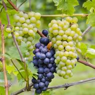 Vindruvor i Bourgogne regionen