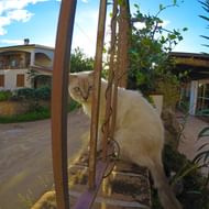 Katze am Wanderweg an Sardiniens Ostküste