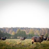 Sheeps on the island of Fårö