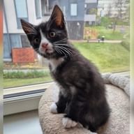 Schwarz-weißes Kätzchen Finn sitzt auf einem beigen Kissen am Fenster, mit Wohngebäuden im Hintergrund draußen sichtbar.