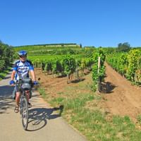 Cykling genom vingårdar i Pfalz