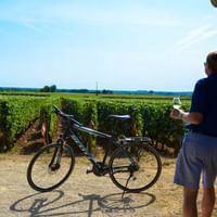 Cykelpaus med vin