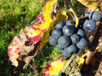 Vindruvor i Beaune regionen