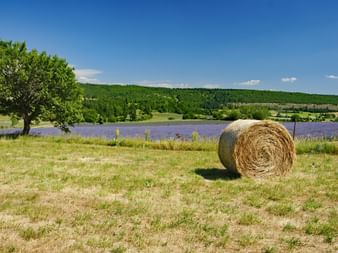 Landskap med halmbalar och lavendel