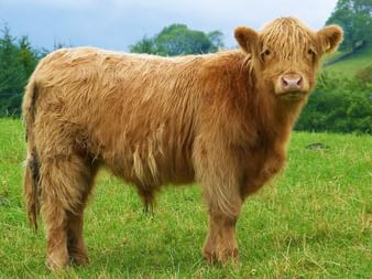 Highland cattle