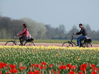 Cyklister och tulpaner i Holland
