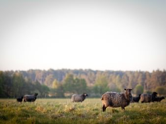 Får på Fårö