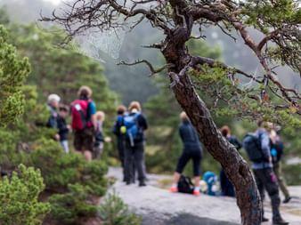 Vandringsgrupp i skogen