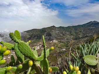 Kaktusar på Tenerife