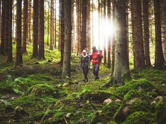 Vandrare i skogen