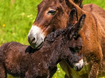 Kleiner Esel mit Muttertier auf einer grünen Wiese auf Korsika