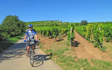 Cykling genom vingårdar i Pfalz