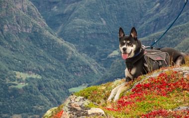 Vandringssemester med hund