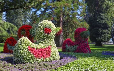 Blommor på Mainau ön