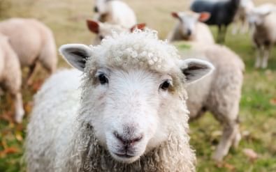 Curious sheeps along the way Curious sheeps along the way