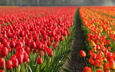Tulpanblomning i Holland