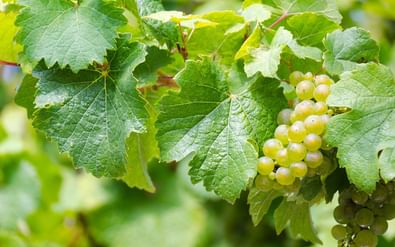 Riesling vinranka längs Donau