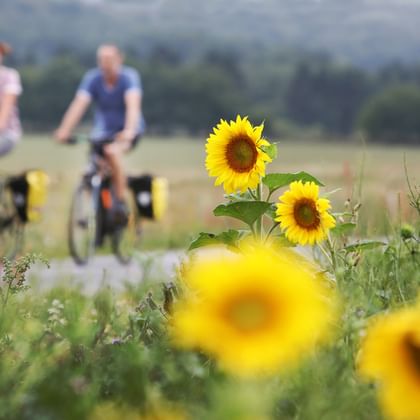 Cyklister och solrosor längs Kattegattleden