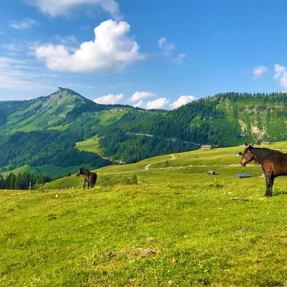 Bruna hästar betar på grön alpäng i Salzkammergut med skogklädda berg och blå himmel med vita moln i bakgrunden.