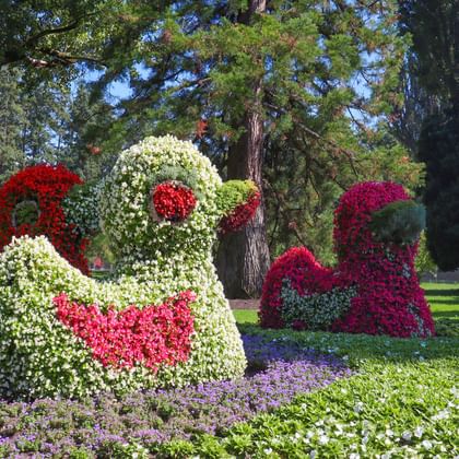 Blommor på Mainau ön