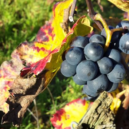 Vindruvor i Beaune regionen