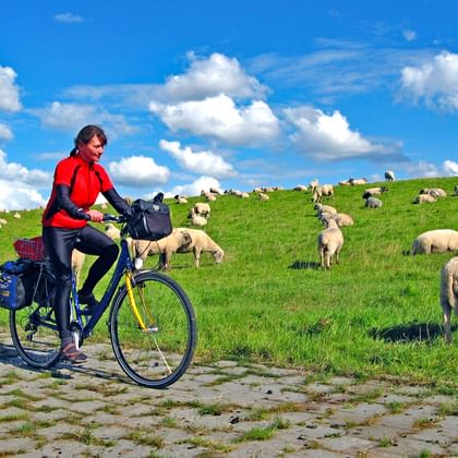 Får längs cykelvägen