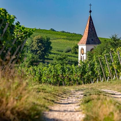 Radweg durch die Weingärten des Südschwarzwaldes