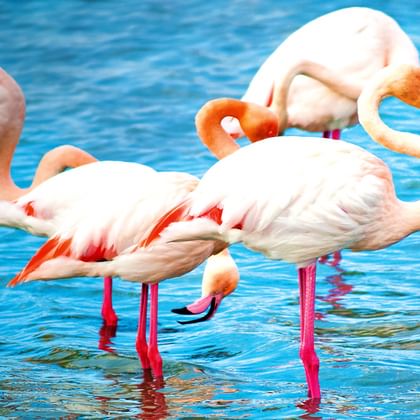 Pink flamingor i Camargue nationalpark