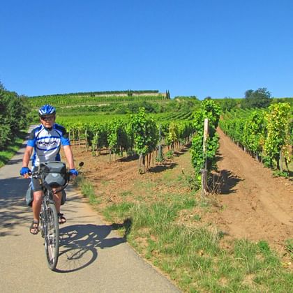 Cykling genom vingårdar i Pfalz