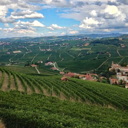 Blick auf Weinberge