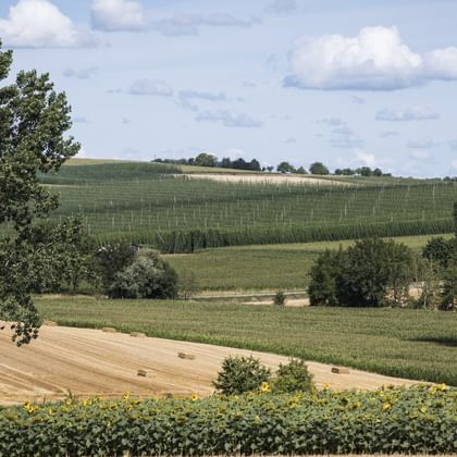 Alsace landskap