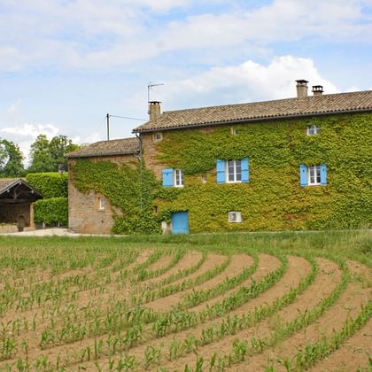 Hus med vindruvor