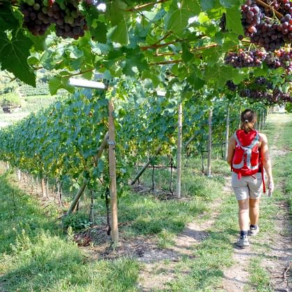 Wandern ohne Gepäck durch die Weingärten der südlichen Weinstraße