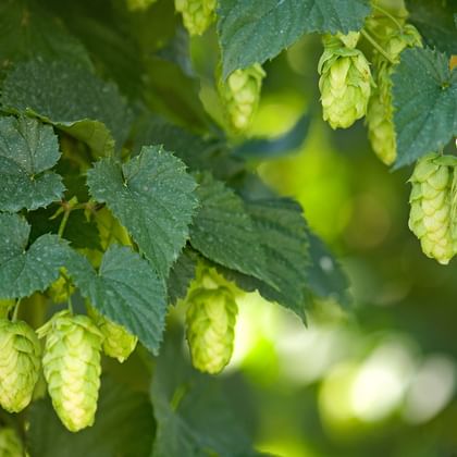 Hopfenblüte