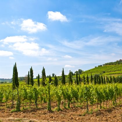 Vingårdar i Toscana