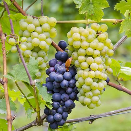 Vindruvor i Bourgogne regionen