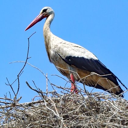 Stork i Baltikum