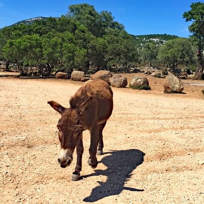 Einzigartiges Wandererlebnis in Sardinien