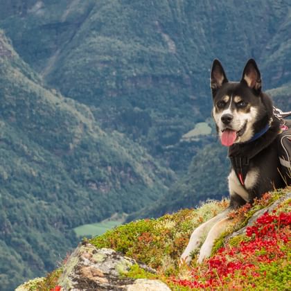 Vandringssemester med din hund