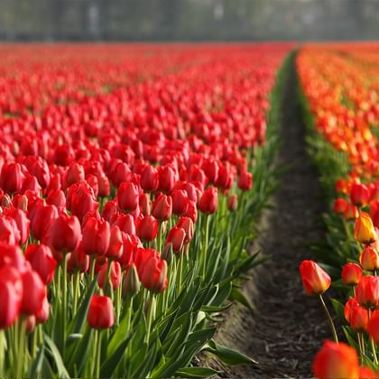Tulpanblomning i Holland