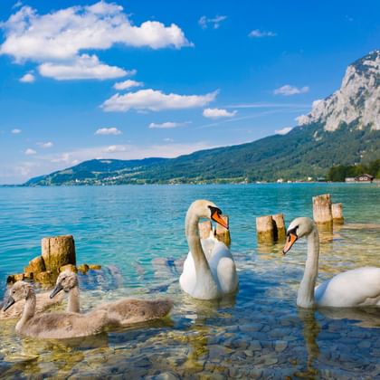 Svanar vid turkos Attersee