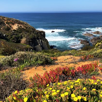 Üppige Vegetation auf den Wanderwegen der Rota Vicentina