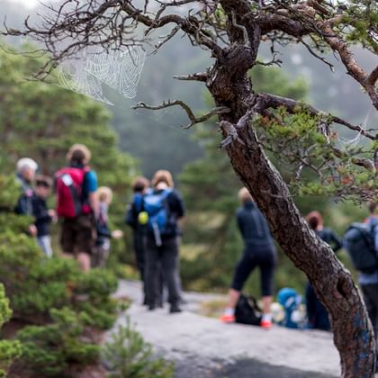 Group of hikers in the forest
