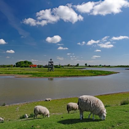 Osterscheelde Nationalpark