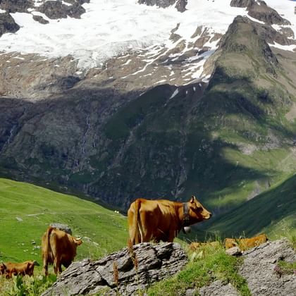 Bruna kor betar på gröna alpängar med snötäckta Mont Blanc-toppar i bakgrunden. Stenig terräng och bergstugor synliga i dalen.