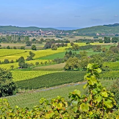Vingårdar i Alsace