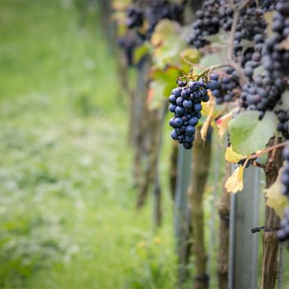 Vindruvor i Bordeaux