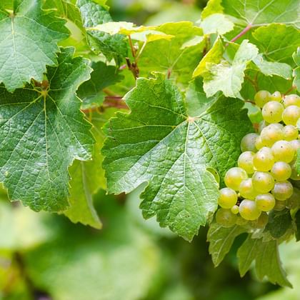 Riesling vinranka längs Donau